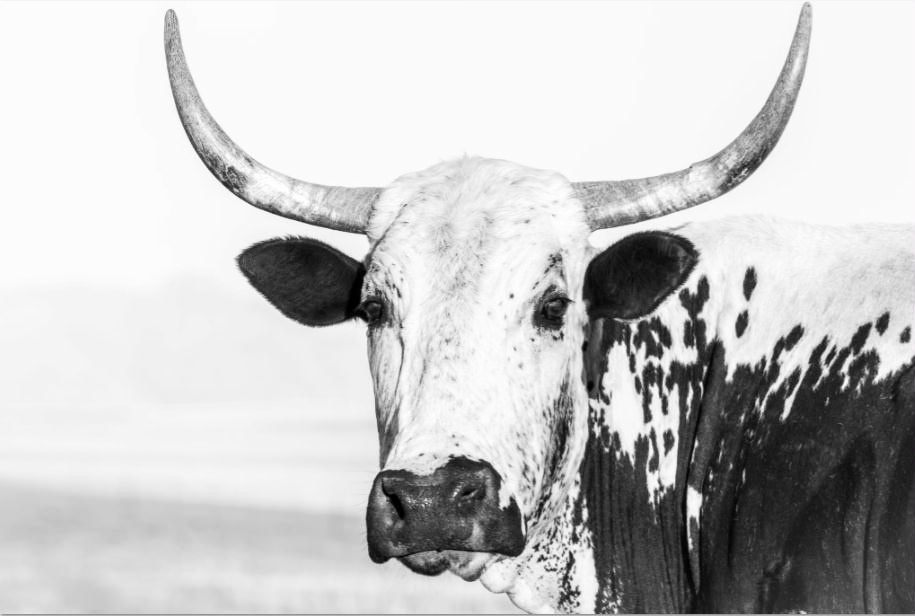 MF066 Wall décor art photographic on canvas livestock Nguni cow